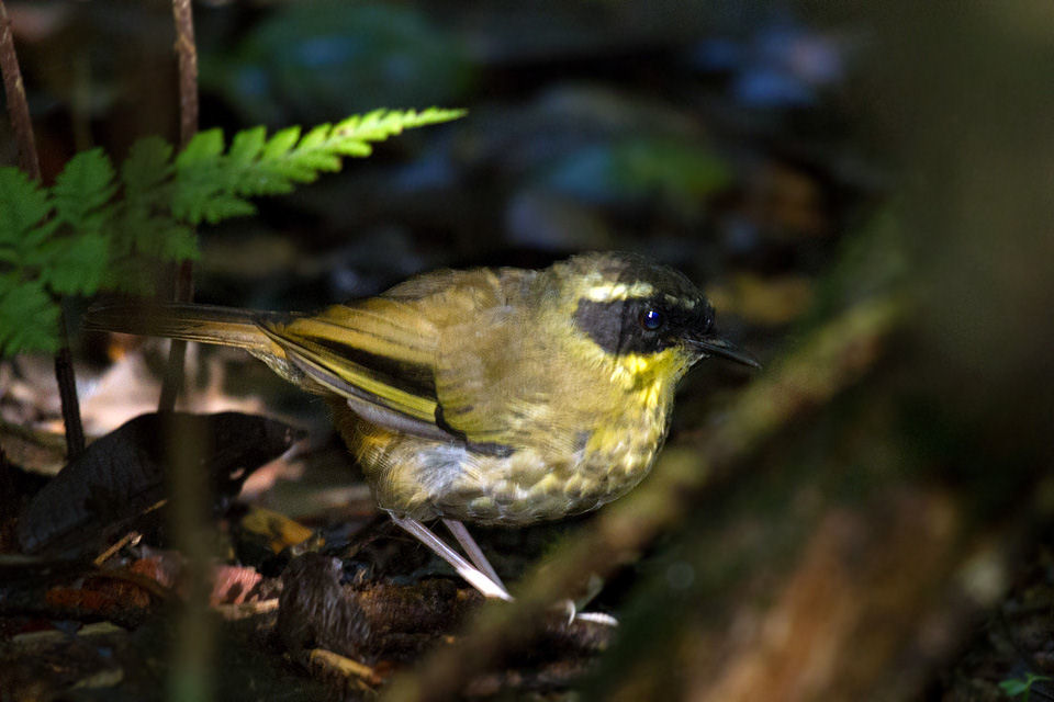 Yellow-throated Scrubwren (Sericornis citreogularis)